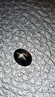 Close-up image of a black oval cabochon gemstone showing a visible 4-ray star pattern caused by light reflection (star diopside).