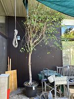 Full height view of the Ficus tree showing its approximate 12 foot height with leaves and branches mostly concentrated near top, standing next to some furniture and under a green shade screen.