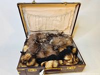 Opened suitcase showing several raccoon pelt belts and an antique fur muffler neatly laid inside with cream fabric lining visible.