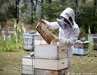 Beekeeper in full protective suit lifting honeycomb frame from stacked white Langstroth hive boxes in an outdoor garden setting