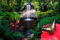 Photo of a waterfall feature within the tropical garden at Cambridge Butterfly Conservatory, showcasing lush green and flowering plants and a butterfly on a red flower.