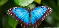 Close-up of a blue morpho butterfly with wings spread on a green leaf