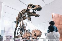 Dinosaur skeleton exhibit at the Royal Ontario Museum with visitors observing.