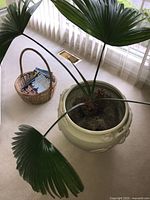 Palm plant with 4 large fan-shaped leaves in ceramic pot on carpeted floor near window.