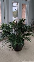 Front view of the indoor palm plant in black planter pot on tiled floor in front of glass doors.