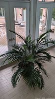 Full view of live palm plant in pot placed indoors on tiled floor near glass doors with outdoor deck visible.