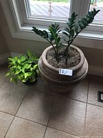 Photo shows two plants: one large plant in a weathered ceramic pot with tall stems and thick green leaves, positioned near a window; one smaller plant in a black plastic pot with bright green trailing leaves beside it.