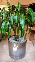 Front view of Dracaena plant with multiple stalks and variegated leaves in a cylindrical metallic pot on wooden floor