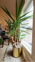 Full view of large Dracaena plant near window in gold pot showing long, pointed green leaves and multiple thick stems.