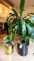 Photo of two potted plants, one tall Dracaena in black pot and one smaller variegated leafy plant in gold pot