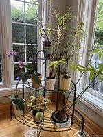 Overall view of black metal plant rack with six potted plants including orchids, money tree, ficus, and variegated plants placed near window