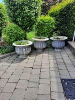 Three weathered concrete urn planters on patio with greenery growing inside, showing fluted rib design around body and heavy wear.