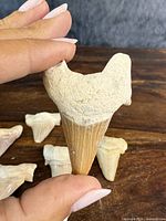 Hand-held close-up of a single shark tooth fossil showing triangular blade and root structure
