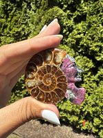Photo showing polished ammonite fossil with visible spiral chambers and attached magenta rubellite carved section shaped like a horned figure from a side angle held between fingers.
