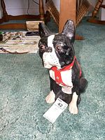 Front view of painted concrete boxer dog statue sitting upright, showing facial details and red collar with silver spots.