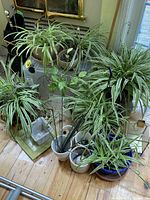 Multiple spider plants of varying sizes in glass, metal, and ceramic pots on floor and stand
