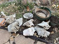 Top-down photo showing 9 large and medium vintage seashells grouped on stone and mossy ground. Includes various natural marine shapes with some shells showing barnacle remnants or natural texture. Also visible are a green ceramic pot with leaves and an oval white bowl containing a dark curved object.