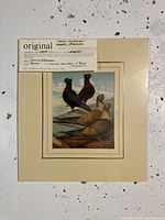 View of the chromolithograph print showing pigeons with a certificate of authenticity attached.