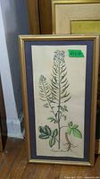 Full view of taller framed botanical print showing entire plant and flowers with glass and gold frame