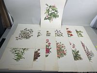 Overview of 14 floral botanical prints arranged side-by-side, each showing different flowers in naturalistic colors, signed E. Sartain.