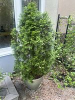 Green cedar tree in gray ribbed plastic pot placed on gravel against a window.