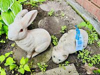 Two cast concrete garden sculptures placed outdoors in a garden bed with dirt and plants, one bunny and one cat.