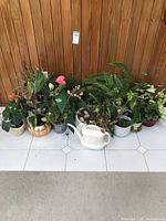 Wide view showing all plants in pots and a watering can against wooden wall.