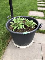 Full view of a black plastic plant tub with soil and small green plants growing inside, placed outdoors on a patio next to lawn and stone pathway.