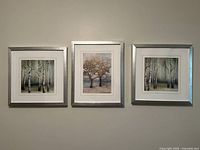 Three silver framed prints arranged side by side on a wall, featuring two birch tree scenes and one single tree near water.
