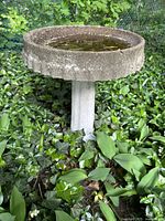 Full view of vintage cement bird bath outdoors, bowl filled with water, surrounded by green plants.