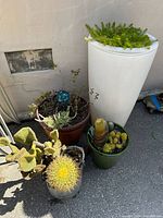 Group of five potted plants including cacti and succulents, outside near a wall.