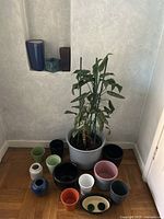 View of live potted plant in large gray pot with variety of small colorful ceramic pots surrounding it on wooden floor with textured light wall background