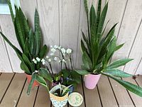 Photo of a group of five house plants, including three snake plants, two orchids with white flowers, and one variegated small plant in a decorative container taken on wooden deck against siding wall