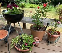 Photo showing a black metal barbecue grill used as a planter with purple flowers, large beige planter with red rose, small terracotta pot with pink rose, shallow terra-cotta planter with green foliage and purple flowers, and terra-cotta pots, all on a wooden deck with grass visible in background.