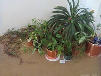 Wide view of six houseplants arranged on floor with some trailing vines and broad leaves. Copper pots in background are not included in lot.
