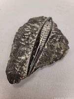 Close-up photo of an Orthoceras fossil embedded in stone matrix, highlighting the segmented interior of the cephalopod shell.