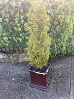 Full view of brown ceramic rectangular garden pot with matching tray containing a medium-sized cedar plant outdoors.