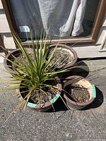 Photo showing four brown garden pots of various sizes placed outside on pavement, one of which contains a green spiky plant with soil.