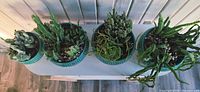 Top-down view showing four turquoise ceramic planters with different succulent and cactus varieties.