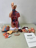 Full view of the assembled human torso anatomical model with removable internal organs and parts laid out on a table, including instruction manual visible.