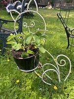 Photo showing side view of the white wrought iron cat-shaped plant stand holding a green leafy plant in a black plastic pot.