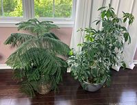 Both Norfolk Island Pine and Dwarf Umbrella Tree positioned side by side on a dark wood floor near windows.