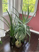 Photo shows three succulent plants together by window: large Aloe Vera, African Spear Plant, and small cactus arrangement.