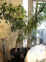 Two live potted plants placed near a window with abundant light. Each plant has a large black tapered plastic pot on a wheeled wooden stand.