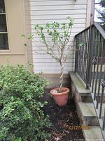 Full view of hibiscus tree beside house in terracotta pot