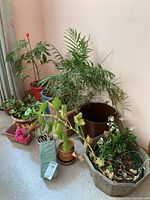 Multiple assorted indoor plants and terracotta pots arranged on the floor against a wall in an indoor space.