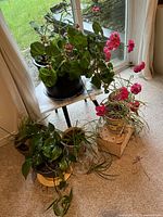 Multiple potted houseplants including a flowering geranium with pink flowers and several leafy green plants on carpet near glass door.