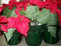 Close-up view of the silk poinsettia flowers and leaves showing detail and pot wrapping.