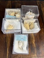 Overview of five documented shell specimens in plastic display cases on wooden surface.