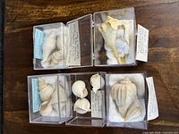 Top view of six shell specimens individually boxed with labels showing handwritten species information and detailed notes, arranged on a wooden surface.